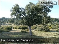 - Pulse para ampliar esta Fotografía